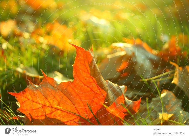 autumn freshness Environment Nature Landscape Plant Autumn Leaf Old To fall Esthetic Gold Emotions Time Autumn leaves Autumnal Seasons Colouring Colour photo