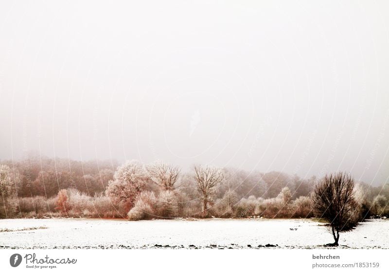 The first white is the most beautiful. Nature Landscape Earth Sky Clouds Autumn Winter Fog Ice Frost Snow Snowfall Tree Bushes Twigs and branches Field Forest