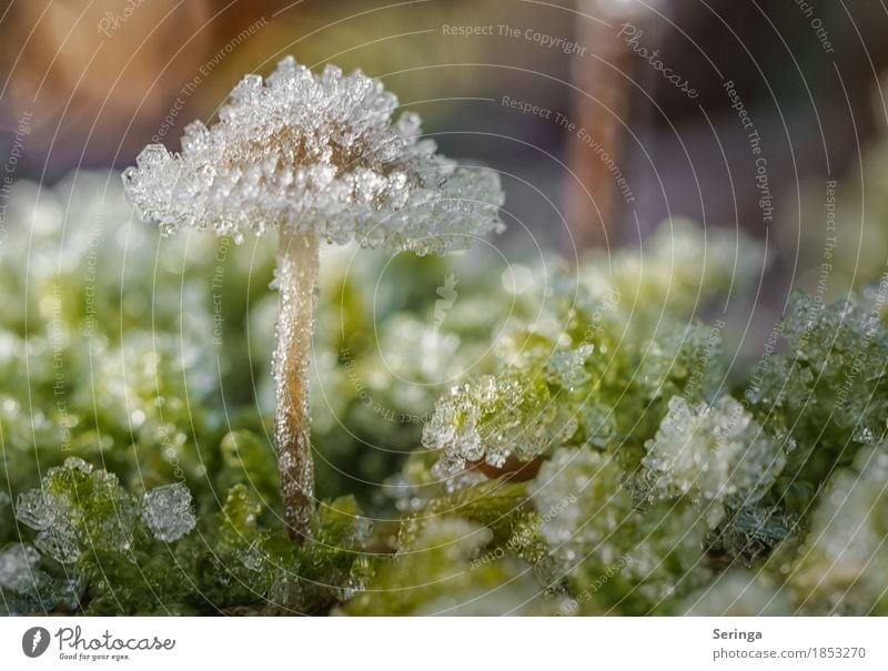 With cap :) Environment Nature Landscape Plant Animal Sun Autumn Winter Ice Frost Snow Grass Moss Park Forest Freeze Glittering Growth Mushroom Mushroom cap