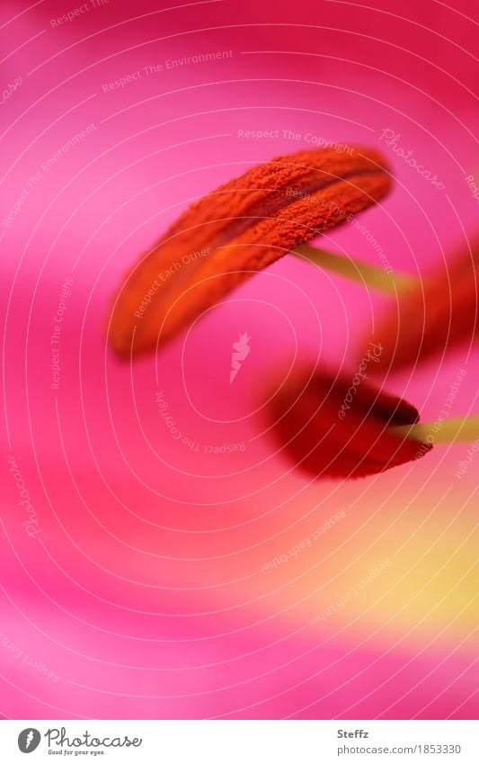 Macro shot of a lily flower Stargazer Oriental lily Lilium lilium orientalis stamens stamina Lily blossom Pistil Flower Blossom Exceptional July gaudy color