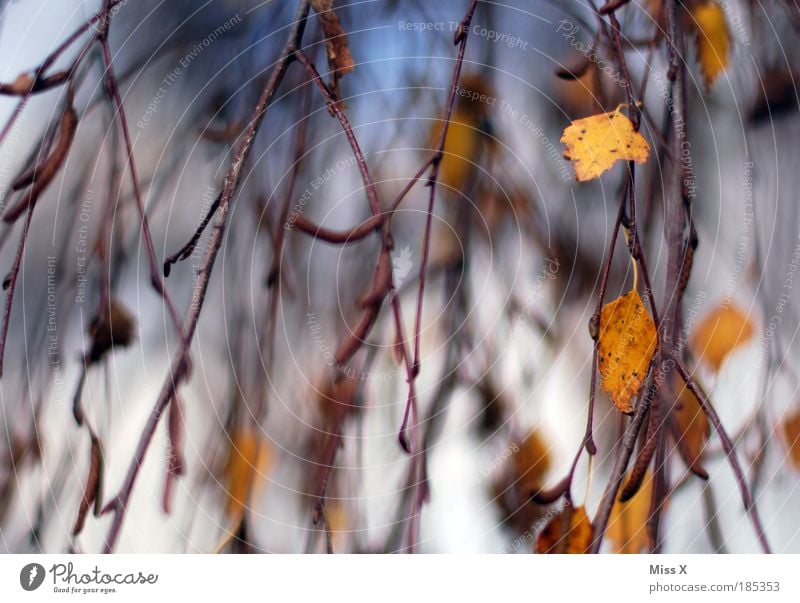 waterfall Environment Nature Sky Autumn Wind Tree Leaf Park Birch tree Autumnal Twigs and branches Waterfall Blow Movement Hissing Exterior shot Close-up