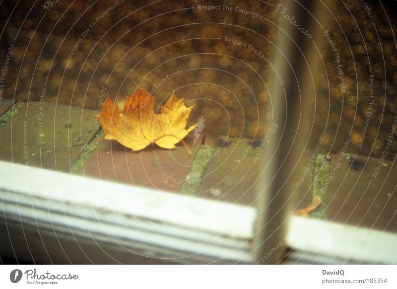 Out in front of the window. Nature Plant Leaf Window Window board Natural Yellow Cold Transience Living or residing Autumn Colour photo Exterior shot Day