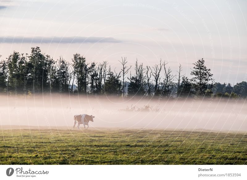 wafts of mist Landscape Autumn Weather Fog Tree Meadow Yellow Green White Mecklenburg-Western Pomerania Cow Farm animal Pasture Colour photo Subdued colour