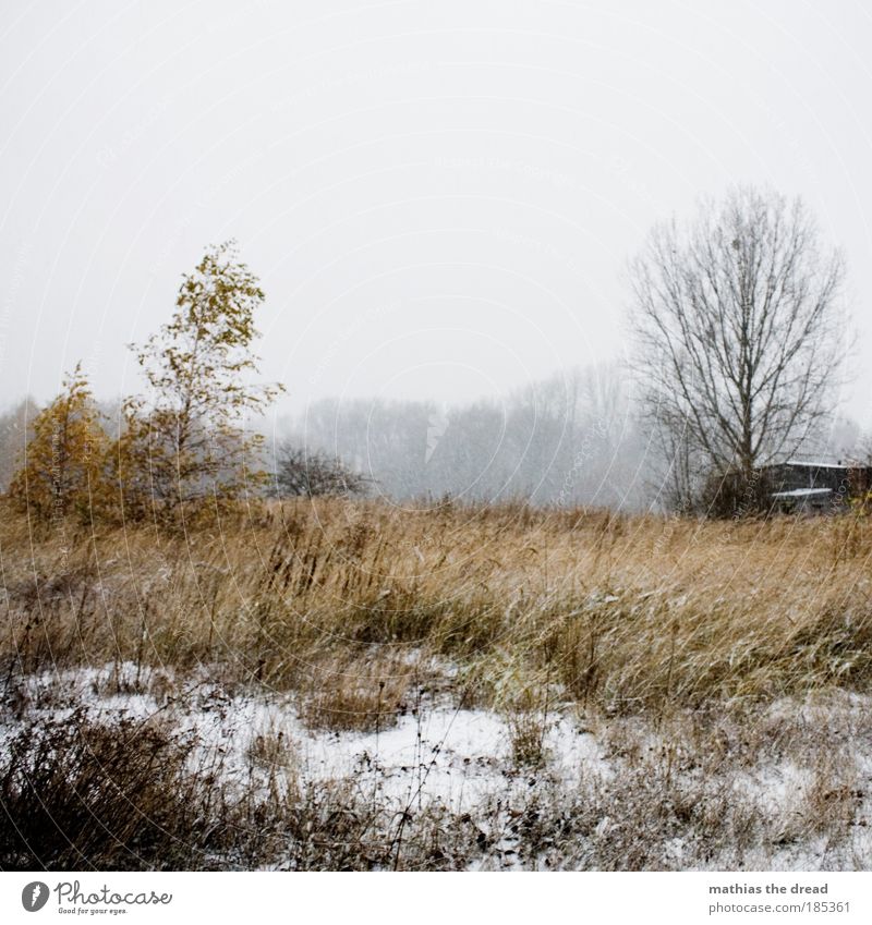 GLOOMY SNOW FLURRY Environment Nature Landscape Sky Horizon Winter Climate Weather Bad weather Wind Ice Frost Snow Plant Tree Grass Bushes Moss Wild plant