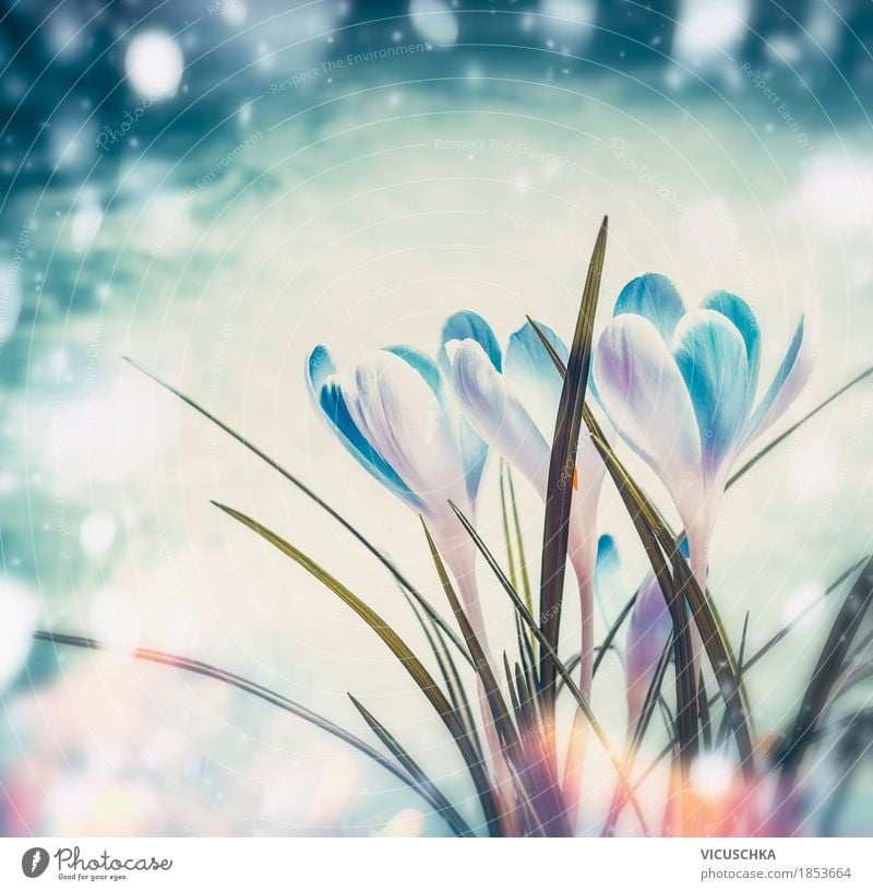 First crocuses on blue snow background Design Life Winter Garden Nature Landscape Plant Sunlight Spring Beautiful weather Flower Leaf Blossom Park Meadow Forest