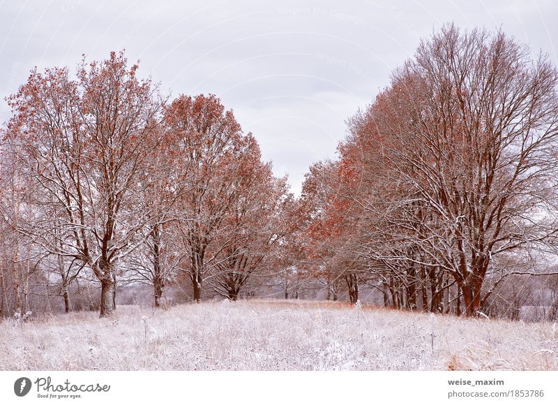 First snow in the autumn park. Fall colors on the trees Vacation & Travel Tourism Trip Adventure Winter Snow Hiking Environment Nature Landscape Plant Autumn