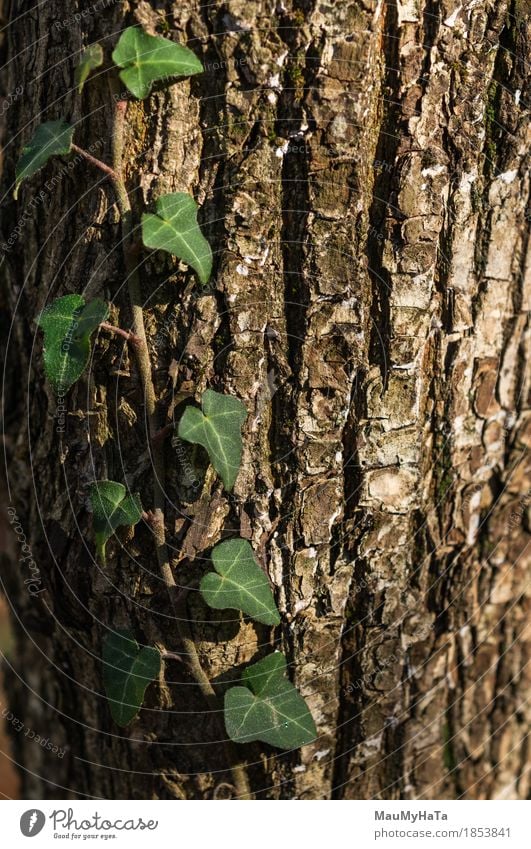 Ivy Nature Plant Sun Sunrise Sunset Sunlight Summer Autumn Climate Climate change Beautiful weather Tree Leaf Foliage plant Wild plant Garden Park Field Forest