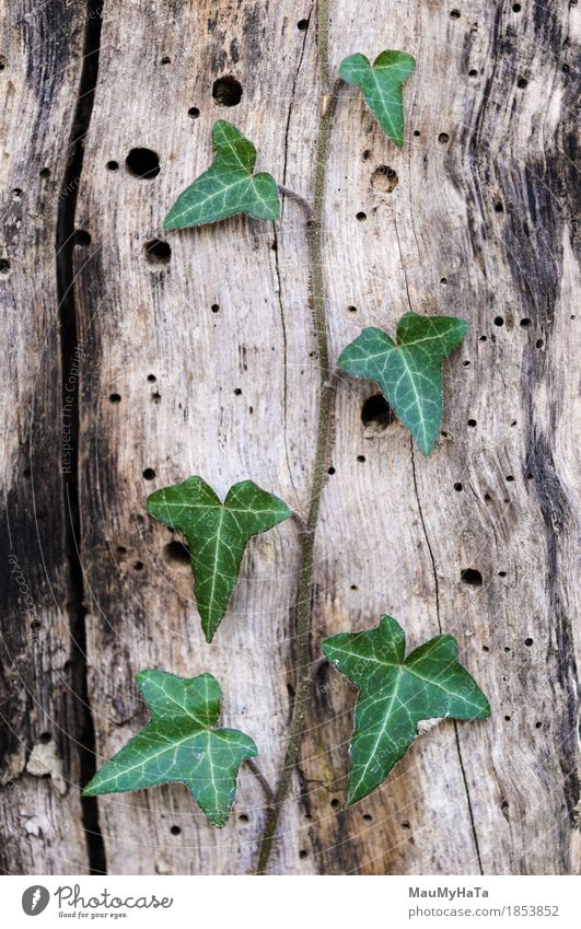 Ivy Nature Plant Summer Autumn Climate Climate change Bad weather Fog Rain Tree Grass Bushes Leaf Foliage plant Wild plant Garden Park Field Forest Movement