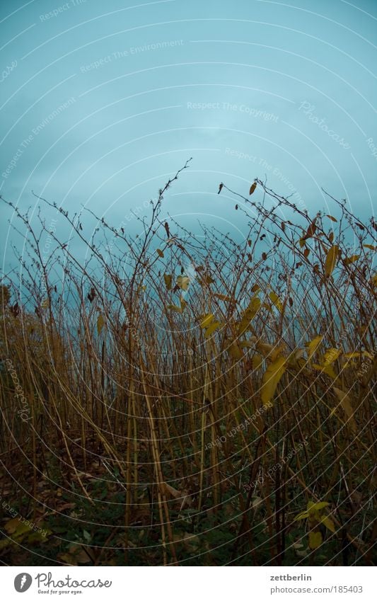 The horizon is crooked Branch Twig Bushes Plant Autumn Autumn leaves October November Ocean Baltic Sea Horizon Perspective Mecklenburg-Western Pomerania Coast