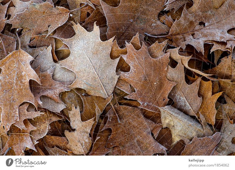 He's back. Environment Nature Plant Animal Autumn Winter Ice Frost Tree Leaf Autumn leaves To fall heap of leaves Deciduous tree Oak tree Oak leaf Hoar frost