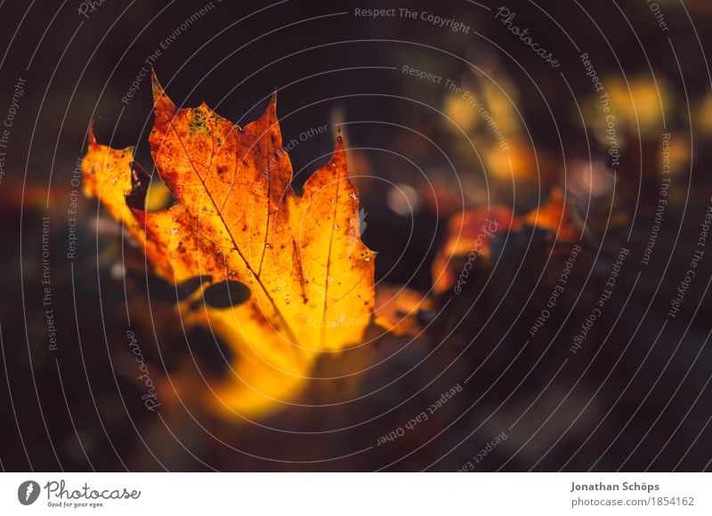 golden autumn XII Environment Nature Autumn Plant Grass Garden Park Meadow Esthetic Erfurt Brown Red Yellow Gold Autumnal Autumn leaves Leaf Deciduous forest