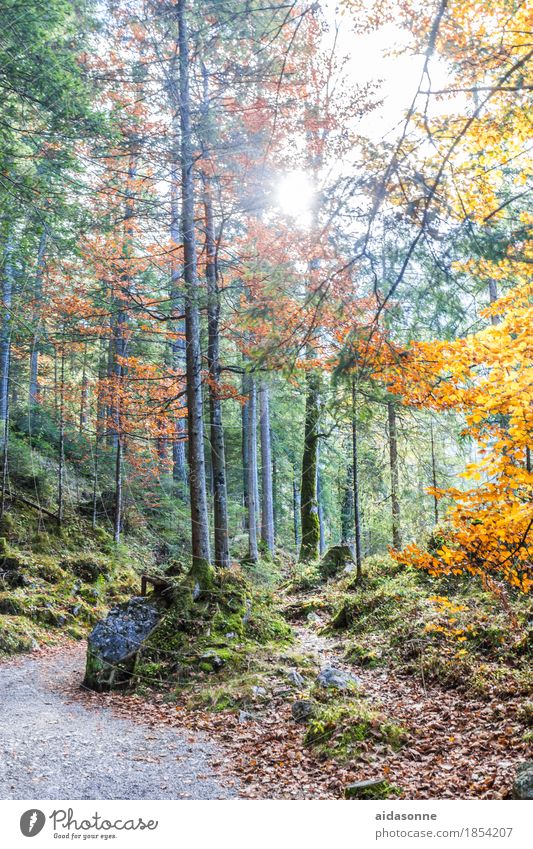 Bavarian Forest Nature Landscape Plant Autumn Beautiful weather Tree Alps Attentive Serene Calm Mixed forest Leaf Coniferous trees Lanes & trails Back-light Sun