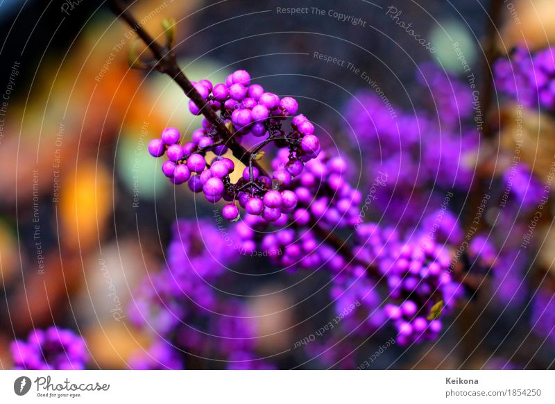 Violet beautyberry callicarpa fruit Garden Gardening Environment Nature Autumn Plant Bushes Exotic Blossoming Joy Happy Happiness Beautiful Colour photo