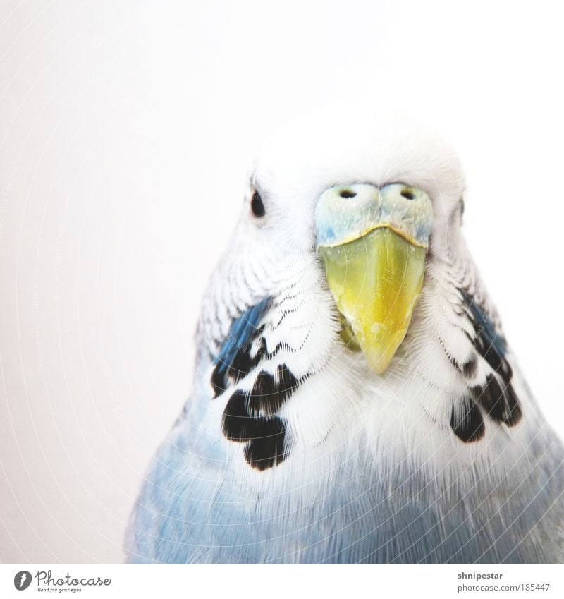 Bissle Rumvögeln Zoo Animal Pet Bird Budgerigar Parakeet 1 Exotic Friendliness Crazy Blue Yellow Gray Relationship Flying Chirping Feather Beak Colour photo