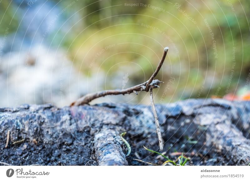 root Nature Plant Beautiful weather Tree Garden Park Forest Virgin forest Good Root Tree trunk Branch Twig Ground Woodground Colour photo Exterior shot Deserted