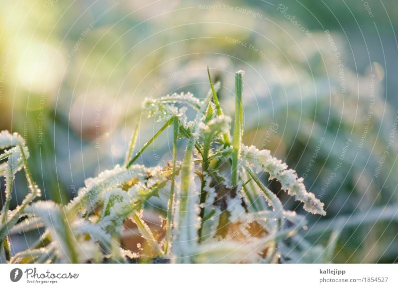 rough and ripe Environment Nature Landscape Plant Air Drops of water Autumn Winter Climate Beautiful weather Ice Frost Grass Bushes Cold Hoar frost Back-light