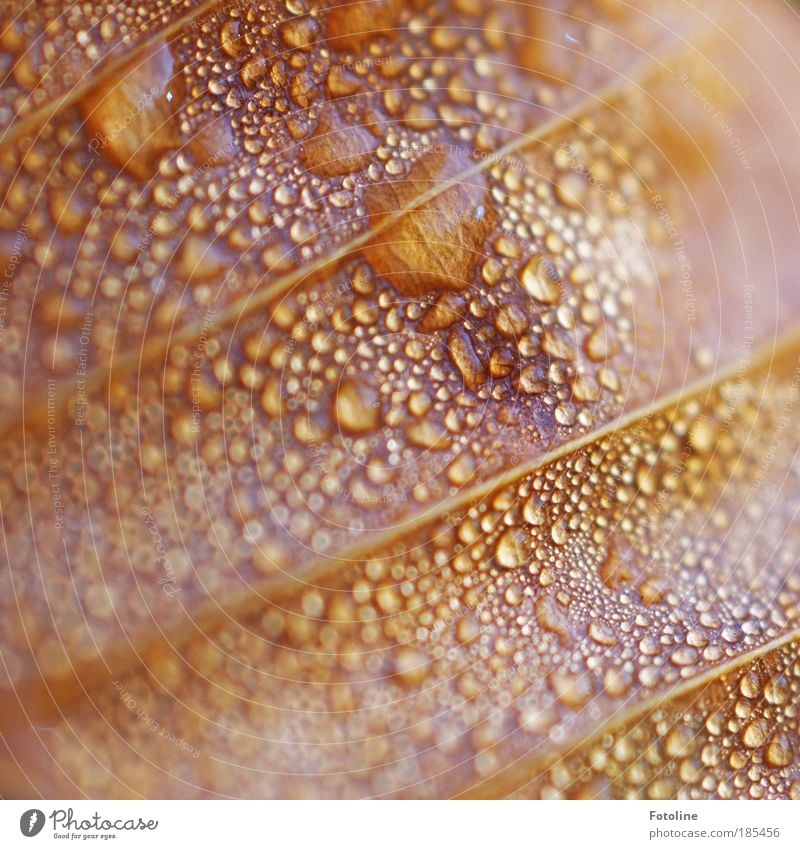 Wet Environment Nature Plant Water Drops of water Autumn Weather Beautiful weather Bad weather Rain Tree Leaf Wild plant Park Esthetic Dew Colour photo