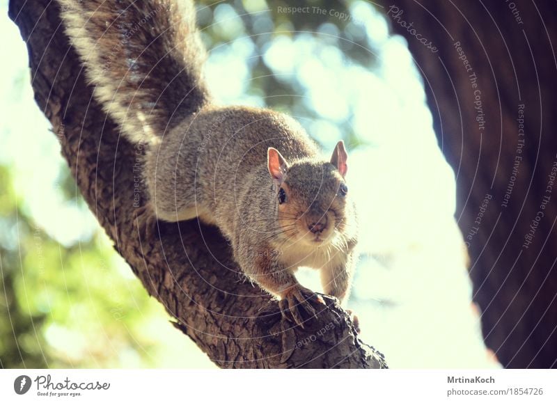 Hi! Nature Park Forest Animal Wild animal Zoo Petting zoo 1 Cute Squirrel Rodent Curiosity Surprise Timidity Bushy Tree Eastern American Chipmunk Soft