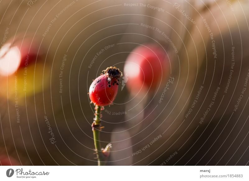 Healthy they are, but also so beautiful red Nature Autumn Plant Seed head Rose hip Illuminate Thorny Mature Harvest Medicinal plant vitamin donor Vitamin-rich