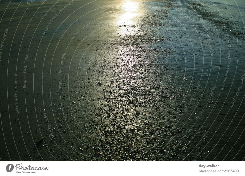 Evening at the beach Nature Sand Water Winter Bad weather Coast Beach North Sea Ocean Island Dark Cold Blue Yellow Gold Green White seashells Colour photo