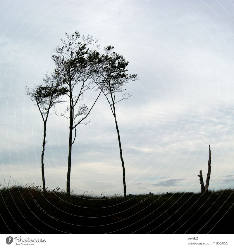 Three Sisters Environment Nature Landscape Plant Sky Clouds Horizon Beautiful weather Tree Grass Twig Tree stump Stand Growth Thin Together Western Beach