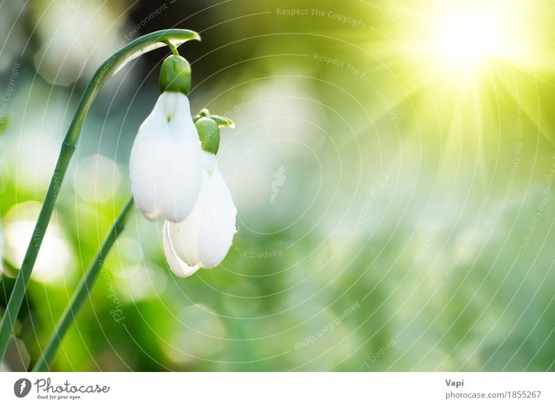 Snowdrop- spring white flowers Sun Winter Garden Group Environment Nature Landscape Plant Drops of water Sunrise Sunset Sunlight Spring Flower Grass Leaf