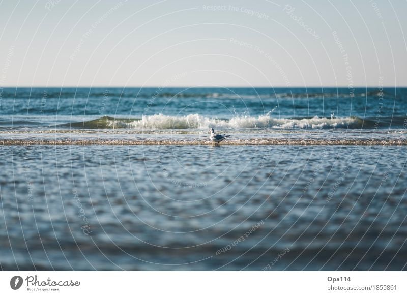 bathing fun Environment Nature Summer Weather Beautiful weather Waves coast Beach Bay Animal Wild animal Bird 1 Blue "sea Sylt ride Seagull bathe Wet