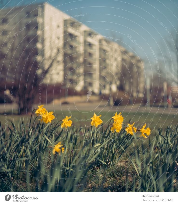 Easter in the city Environment Nature Plant Sky Beautiful weather Grass Foliage plant Garden Park Meadow Town Deserted High-rise Facade Balcony Old Fragrance