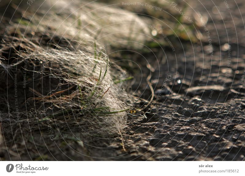 windswept Nature Plant Animal Grass Wild plant Absorbent cotton Cycle path Lie To dry up Gray Green White Moody Serene Patient Calm Style Stagnating