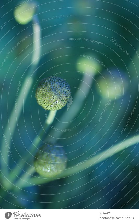 Abfllüht Nature Plant Autumn Flower "Flowering plant Fruit stand" Round Blue Green Transience Colour photo Exterior shot Close-up Macro (Extreme close-up)