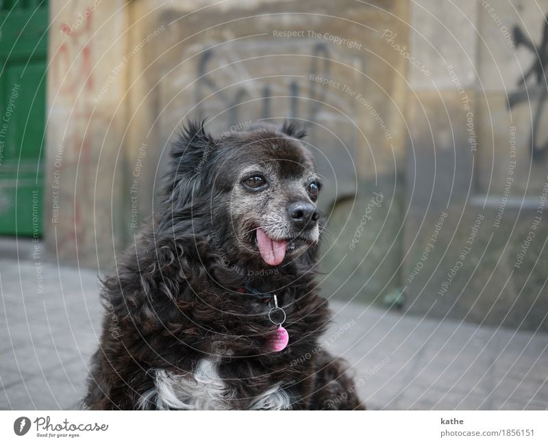 : P Animal Pet Dog 1 Old Sit Dream Hideous Town Brown Gray Authentic Modest Boredom Indifferent Senior citizen Contentment Relaxation Colour photo