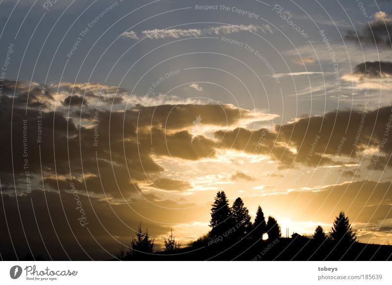 clearing Nature Sky Clouds Forest Hill Mountain Moody Dusk Illuminate Lighting Warmth Evening Clump of trees Fir tree Allgäu Colour photo Exterior shot Twilight