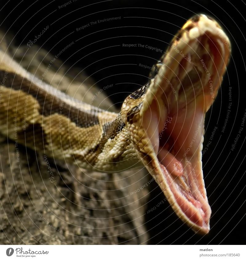 AAA-SAGEN Skin Mouth Animal Snake 1 Aggression Threat Exotic Near Appetite Dangerous Voracious Boredom Distend Warming up row of teeth jaw angle Interior shot