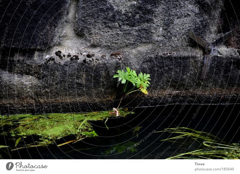 dungeon meaningless Plant Wild plant Brook River Freeze Growth Old Dark Fluid Cold Wet Under Green Black Bravery Fear of the future Apocalyptic sentiment Hope