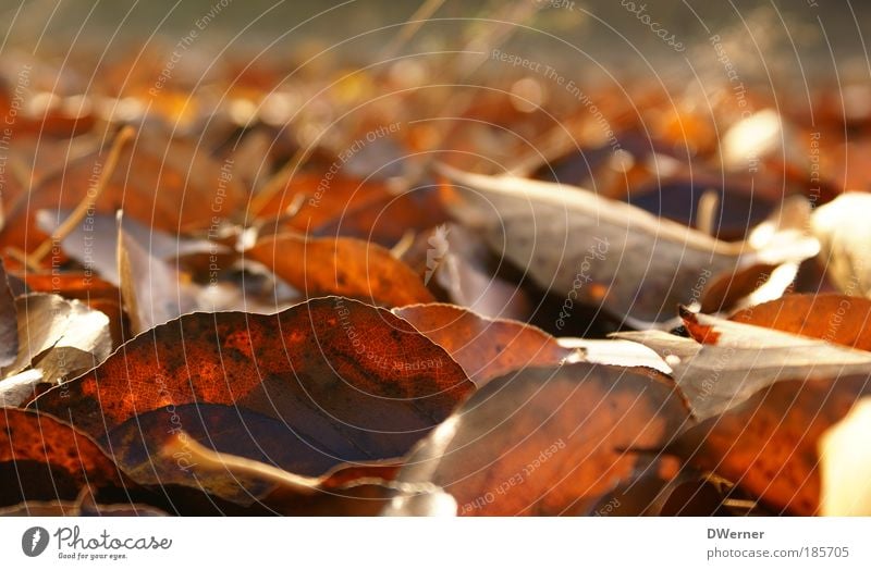 autumn foliage Harmonious Well-being Art Environment Nature Landscape Elements Autumn Leaf Blossoming To fall Growth Gigantic Death Environmental protection