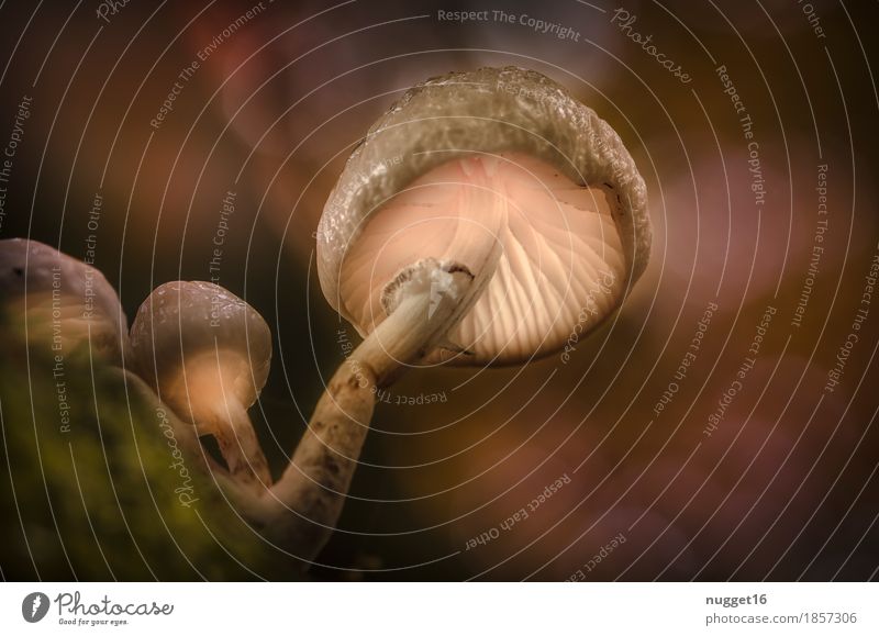 shining mushrooms ;) Environment Nature Plant Autumn Tree Agricultural crop Wild plant Mushroom Forest Brown Multicoloured Green Orange Turquoise Moody