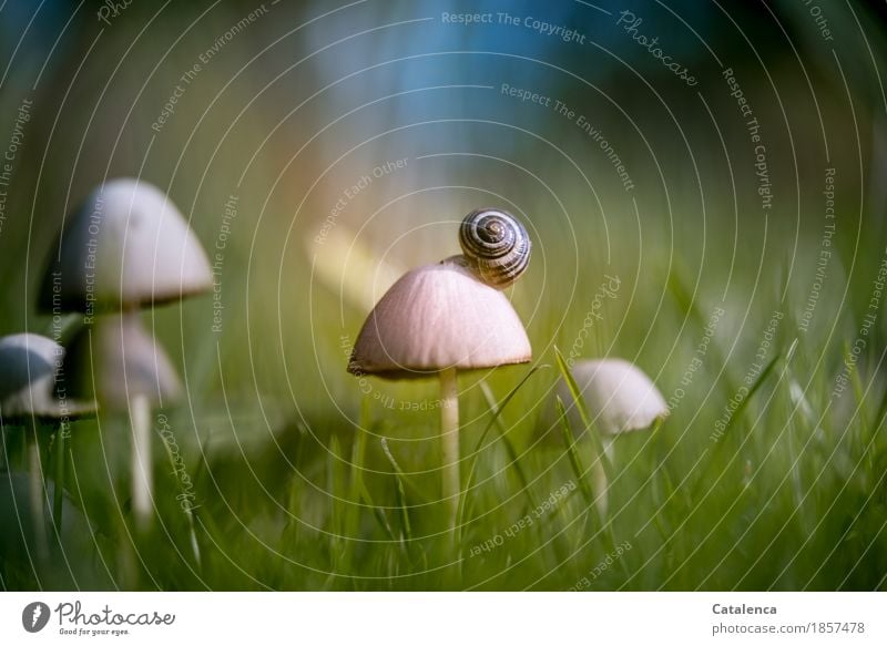 mushroom vistas Nature Plant Animal Autumn Beautiful weather Grass Mushroom Meadow Snail 1 Living or residing Esthetic Blue Brown Green Moody Success Caution