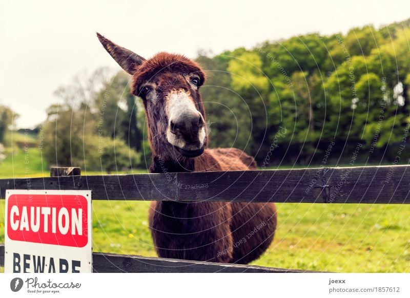 one-eared donkey Animal Farm animal Donkey 1 Curiosity Brown Green Red Sadness Hope Fence Enclosure Colour photo Exterior shot Deserted Shallow depth of field