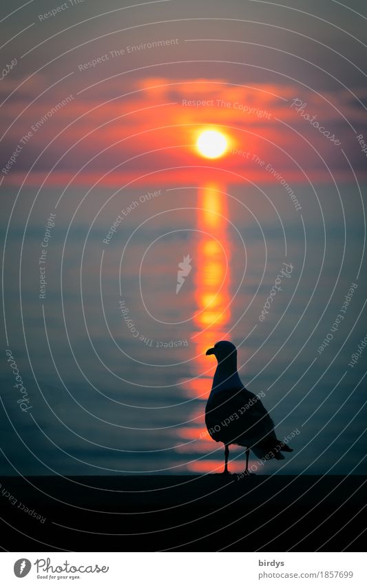 twilight of the seagull Vacation & Travel Sun Ocean Horizon Sunrise Sunset Coast Wild animal Seagull 1 Animal Observe Esthetic Positive Contentment Romance