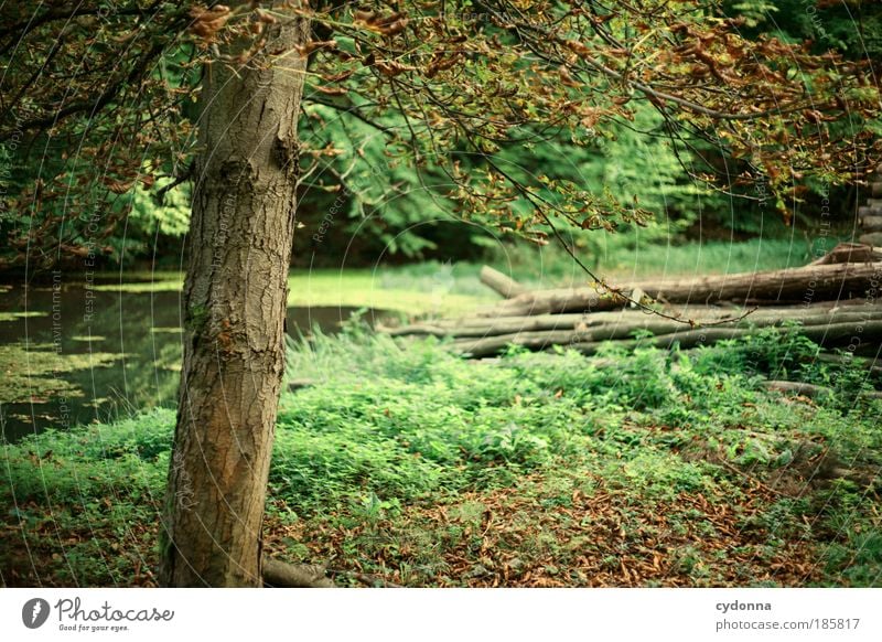 First signs of autumn Beautiful Harmonious Well-being Relaxation Calm Trip Environment Nature Landscape Plant Tree Grass Leaf Forest Uniqueness Idyll Life