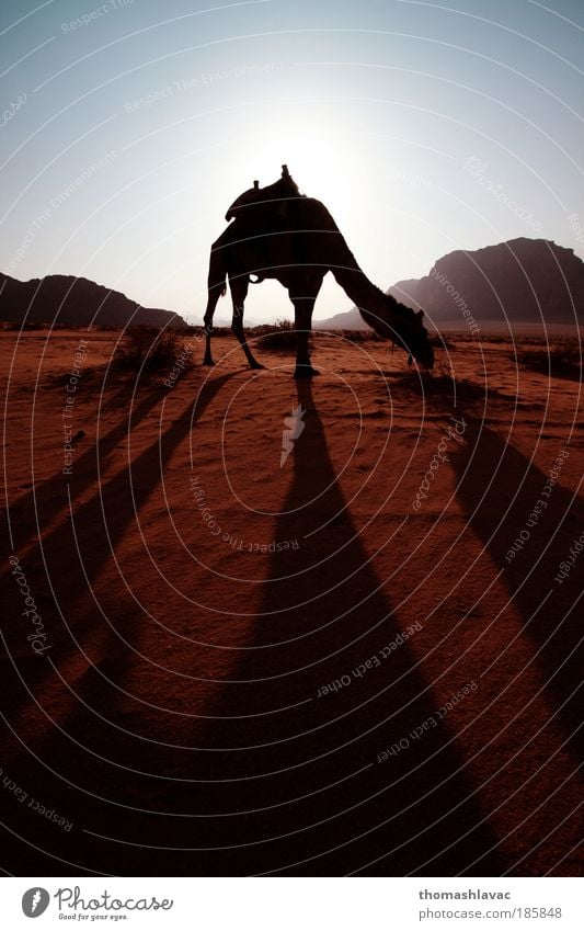 Wadi Rum desert Environment Nature Landscape Animal Sand Sky Sunrise Sunset Sunlight Rock Mountain Desert Camel 1 Vacation & Travel Hiking Adventure Red