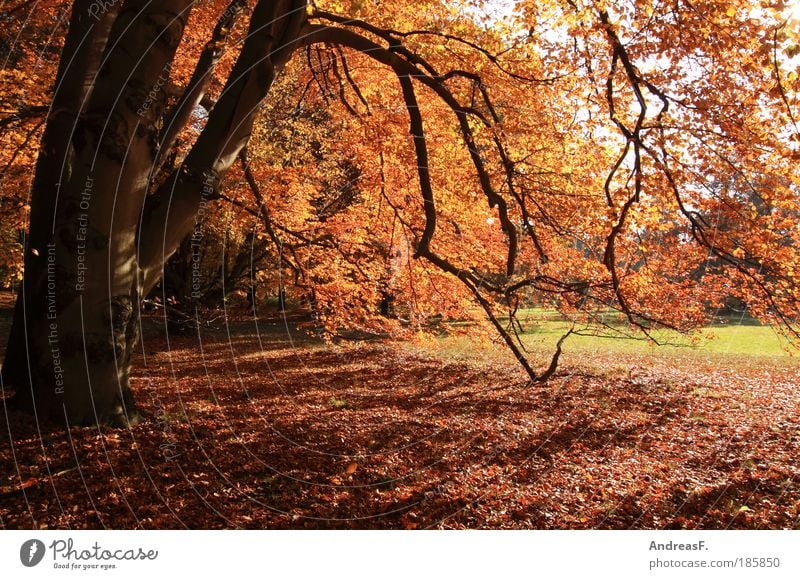 autumn Environment Nature Landscape Plant Autumn Tree Garden Park Forest Multicoloured Red Autumnal Beech tree Beech wood Nature reserve Back-light