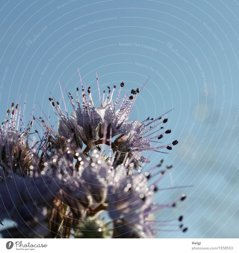 Phacelia with dew drops Environment Nature Plant Autumn Beautiful weather Blossom Agricultural crop Field Blossoming Glittering Growth Esthetic Exceptional