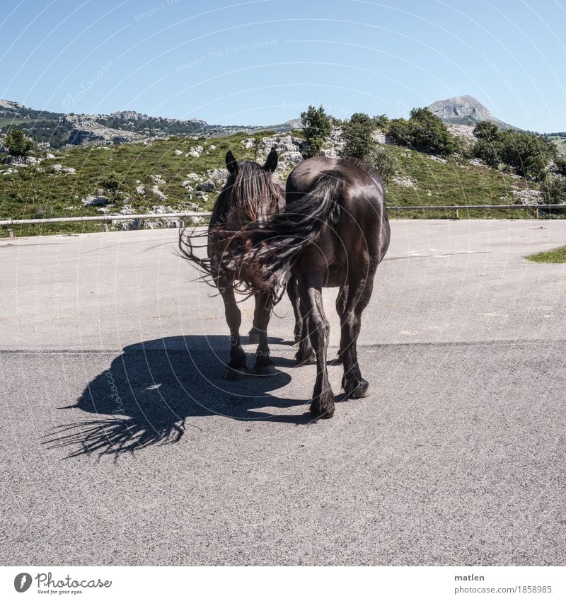 cooperation Animal Farm animal Horse 2 Blue Brown Gray Green Teamwork Shadow play Street Mountain Stand 69 Colour photo Exterior shot Pattern