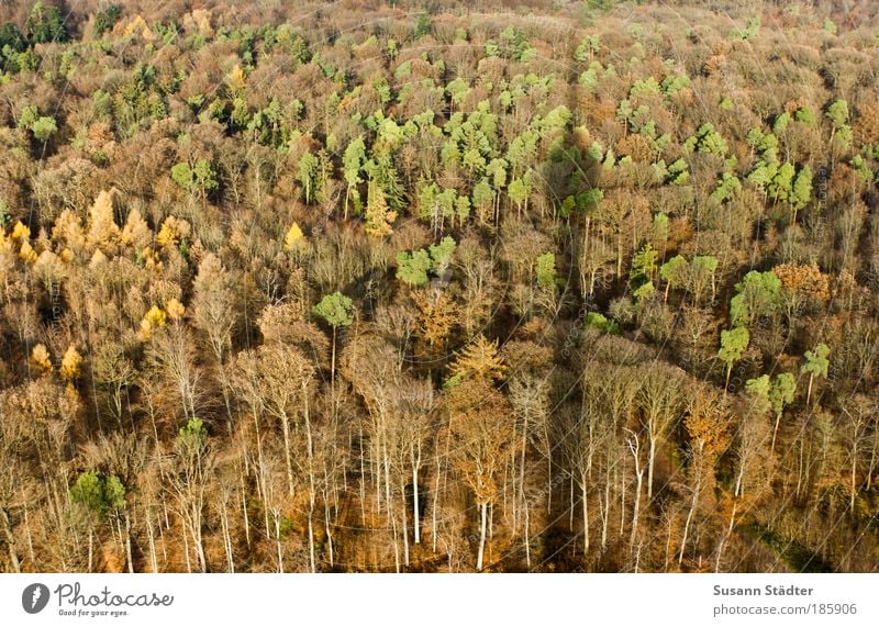 shadow thrower Autumn Tree Leaf Foliage plant Meadow Forest Hill Outskirts Tower Manmade structures Balcony Terrace Roof Antenna Tourist Attraction Faded Large