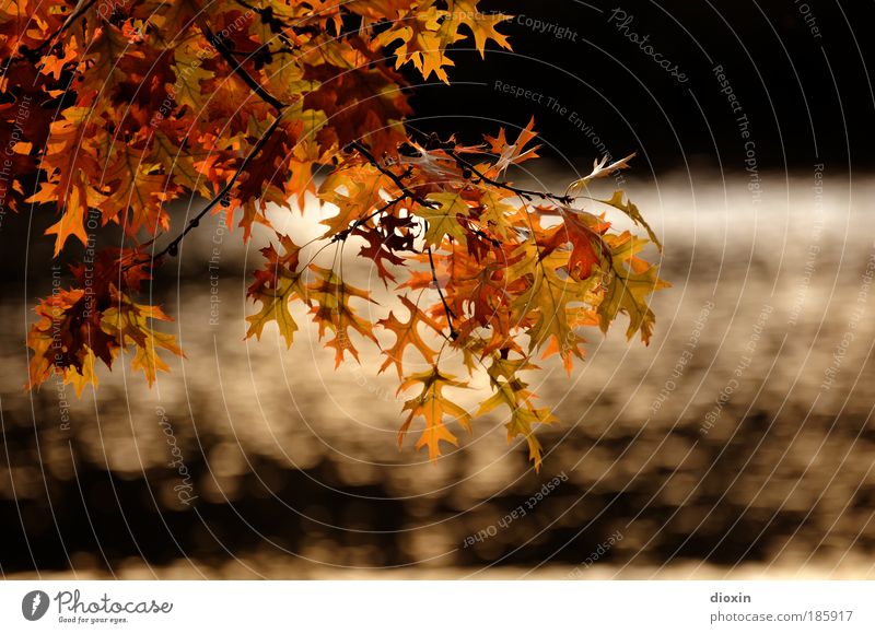 Happy Birthday, Photocase Environment Nature Plant Water Sunlight Autumn Tree Leaf Wild plant Garden Park Glittering Brown Yellow Gold Black Beautiful Idyll