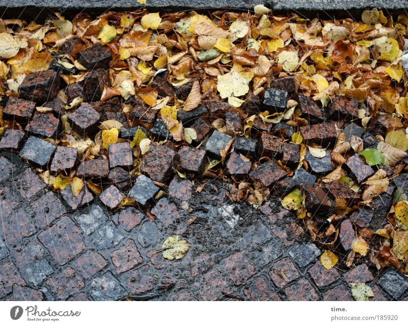 Happy birthday, Photocase! Construction site Autumn Weather Leaf Stone Dirty Sharp-edged Wet Many Brown Yellow Paving stone Street Pavement Muddled Lie unfasten