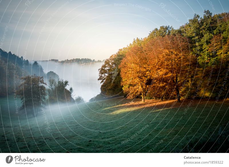 Early morning, autumn fog landscape Relaxation Calm Meditation Nature Landscape Water Autumn Beautiful weather Fog Plant Grass Lake Swimming & Bathing Observe