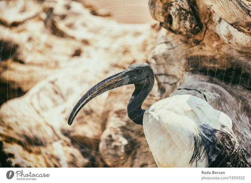 Wild African Sacred Ibis Bird Nature Animal Wild animal Animal face 1 Observe Exotic Long Curiosity Orange Black White Colour Feather Egypt tanzania Beak