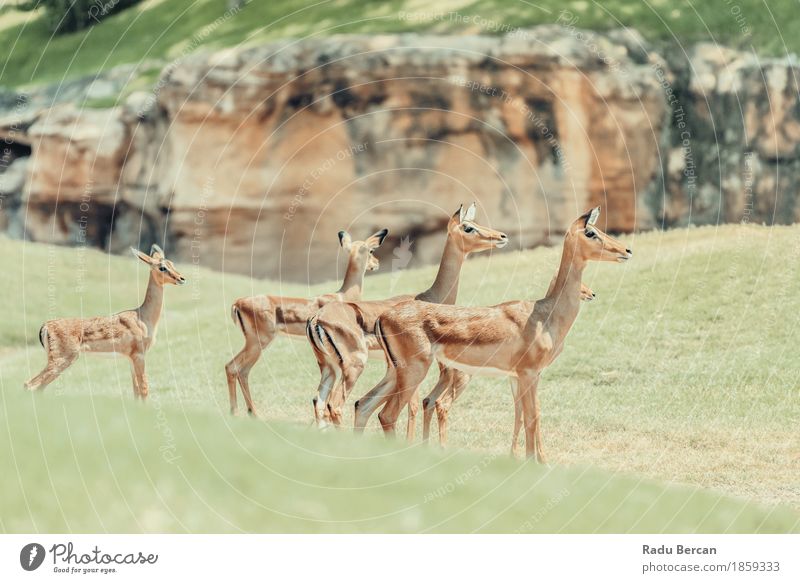 African Impala (Aepyceros Melampus) Antelope Safari Environment Nature Animal Wild animal 4 Group of animals Pack Animal family Natural Brown Green impala